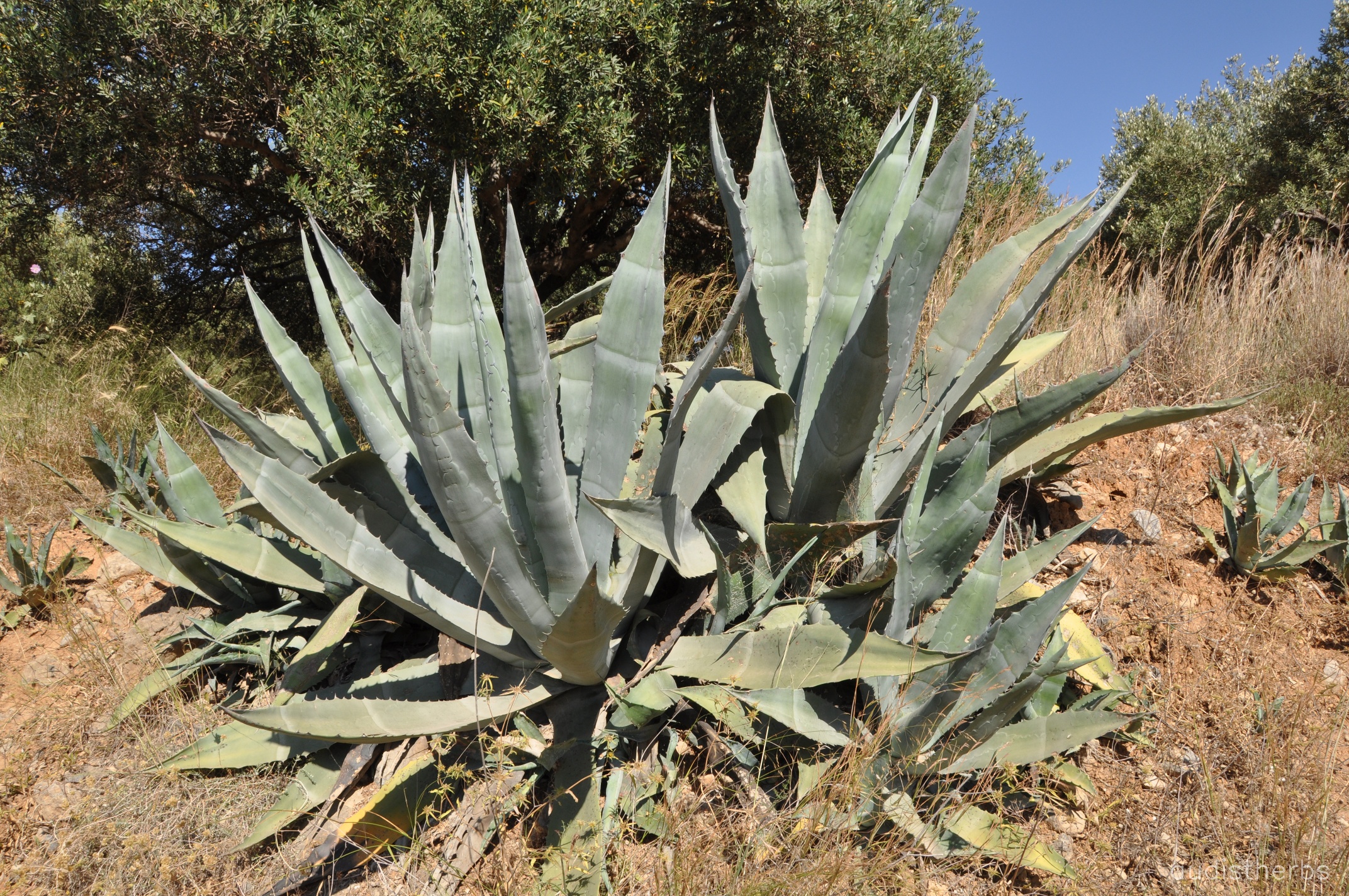 Agave americana fullplant1.jpeg